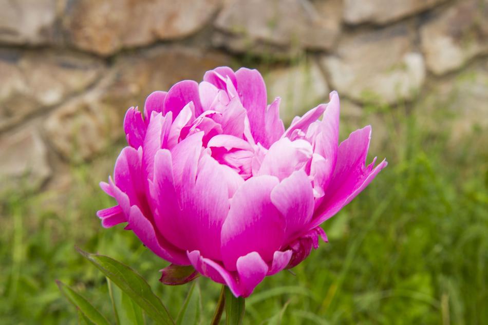 Peony Peonies Summer