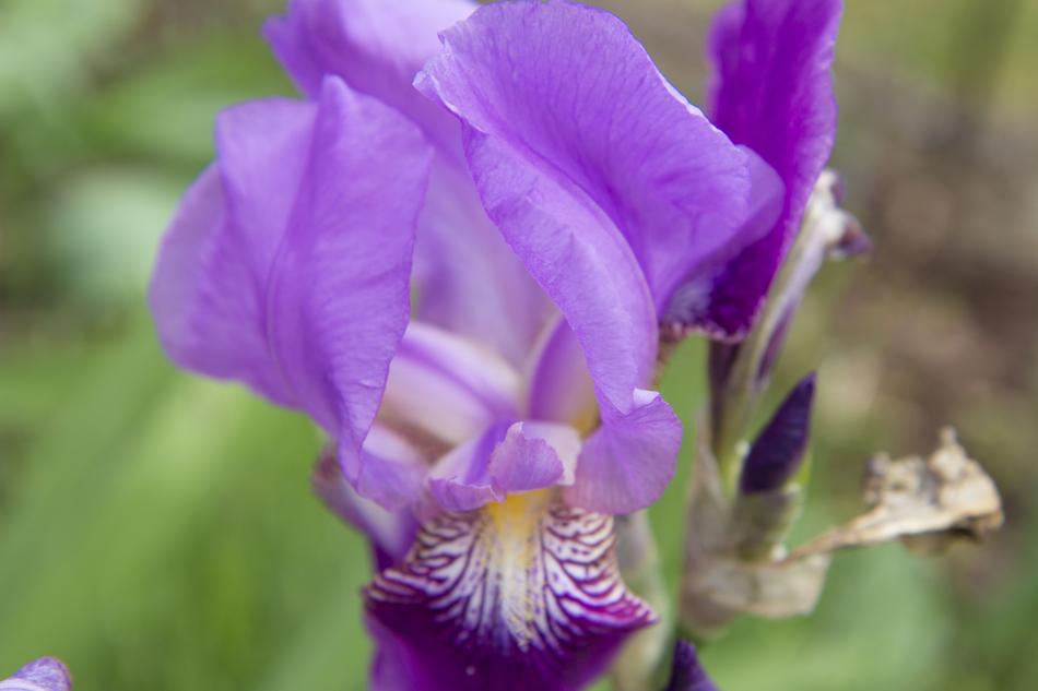 Iris Flower Garden