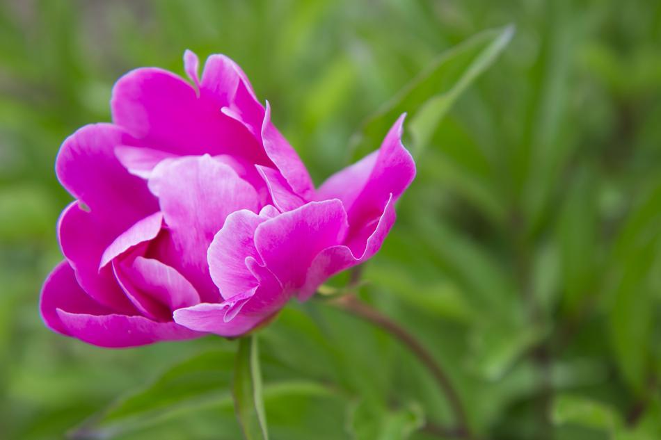 Peony Flower Summer