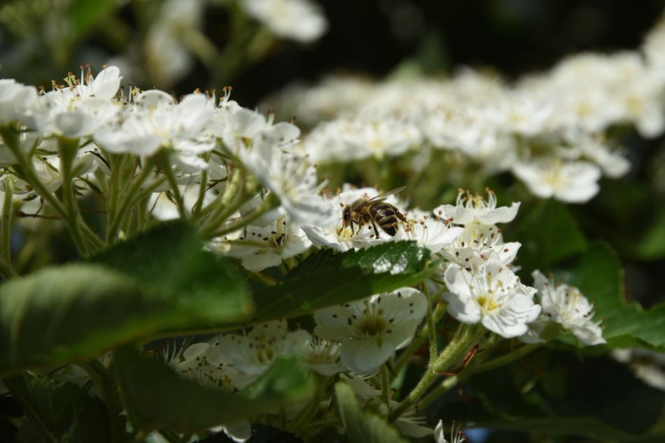 Nature Flower Plant