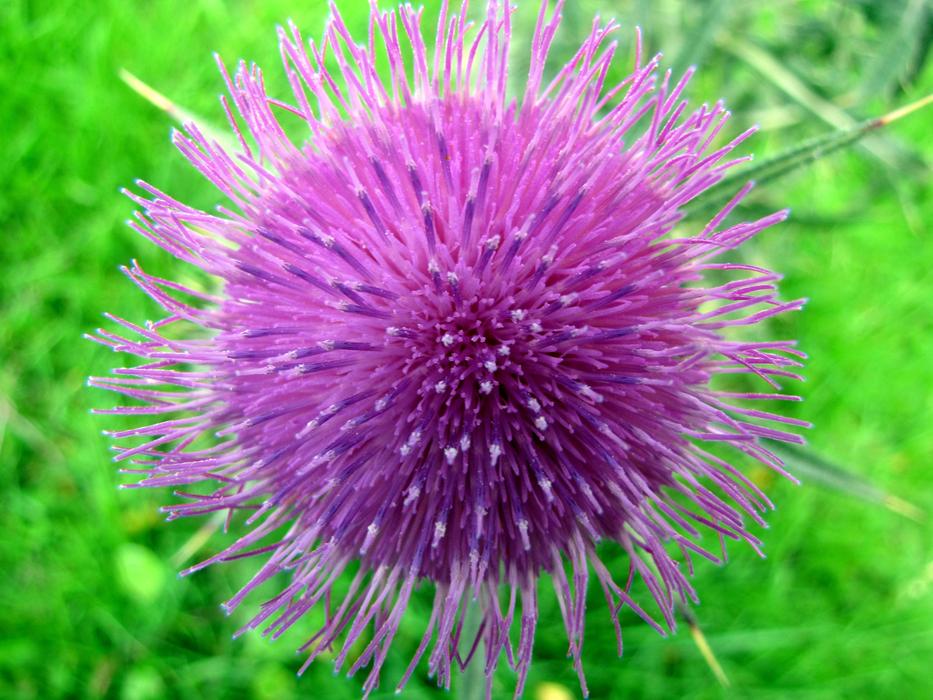 Nature Plant Flower