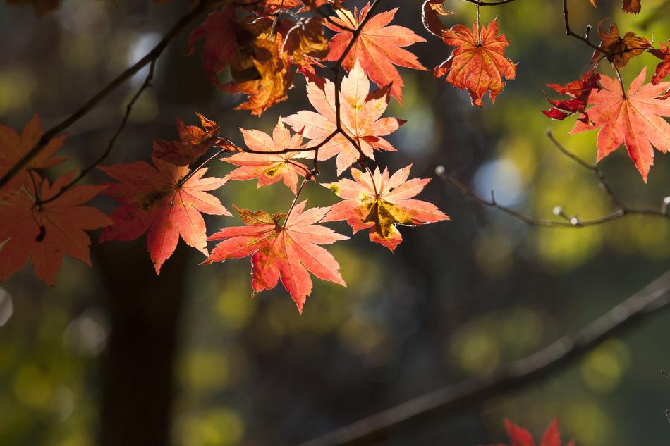 Autumn Leaves The