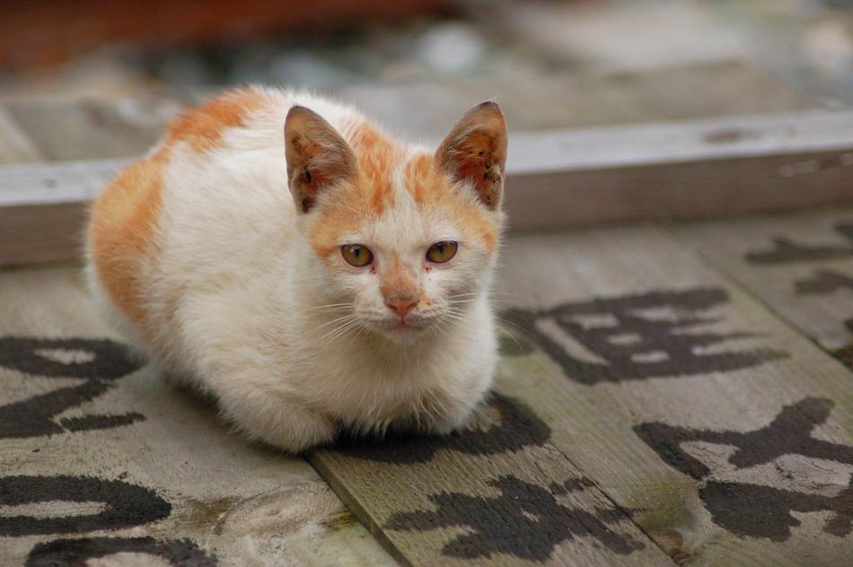 Cat spotted white red
