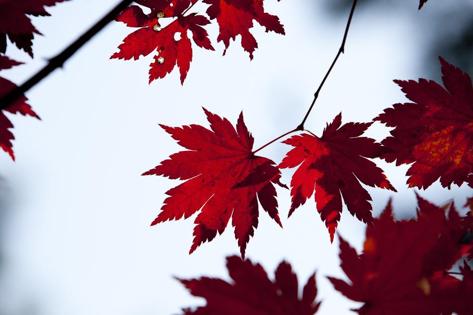 Autumn Leaves The