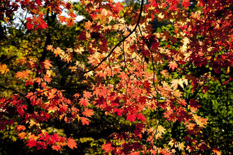 Autumn Leaves The
