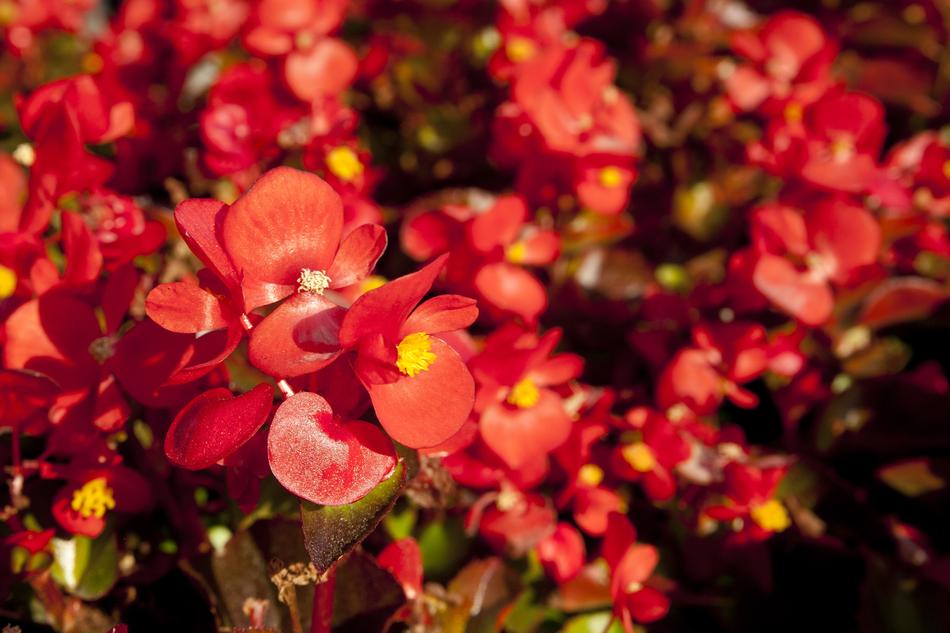 nature red flowers autumn cozy