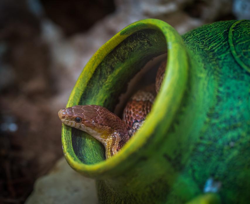 Reptile Living Nature No