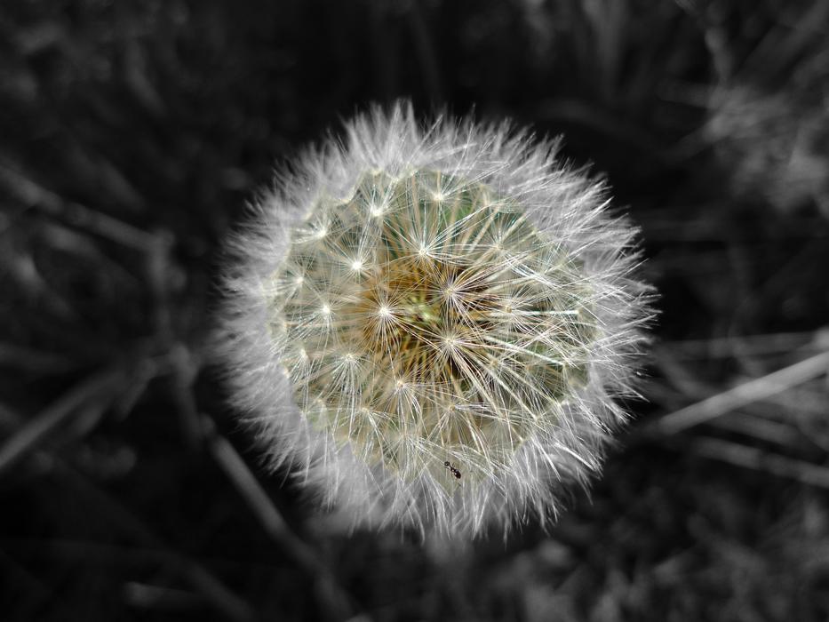 Dandelion Pappus Nature