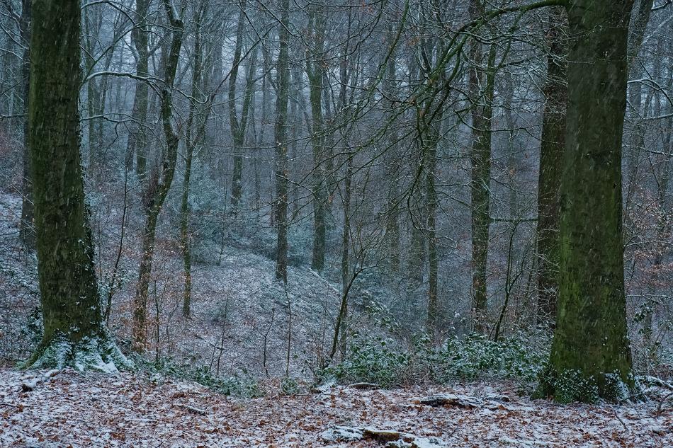 Forest Nature Landscape