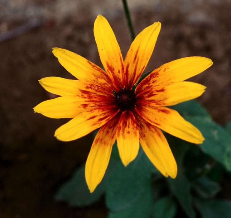 Flower Nature Plant
