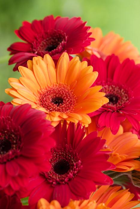 Gerbera Composites Asteraceae