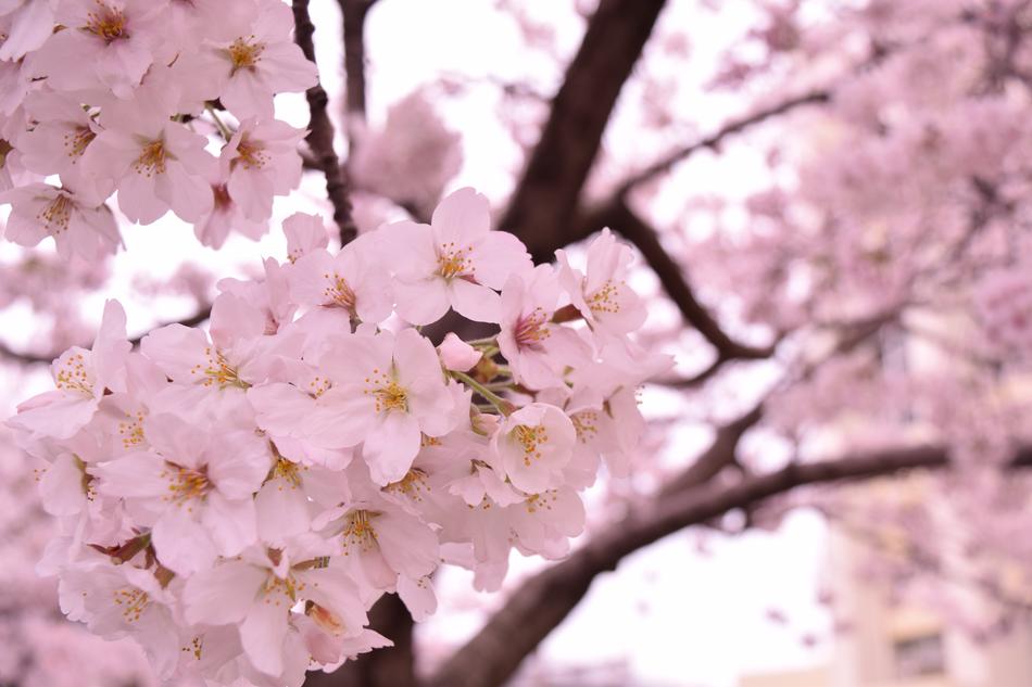 Sakura is beautiful