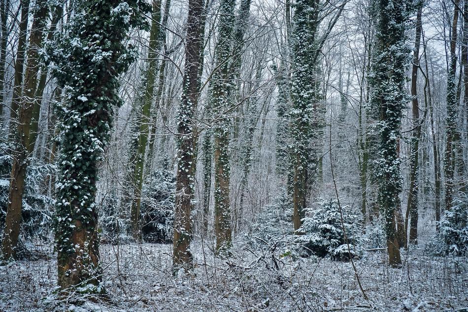 Forest Nature Landscape