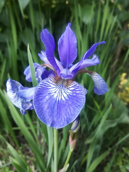 Garden Flower
