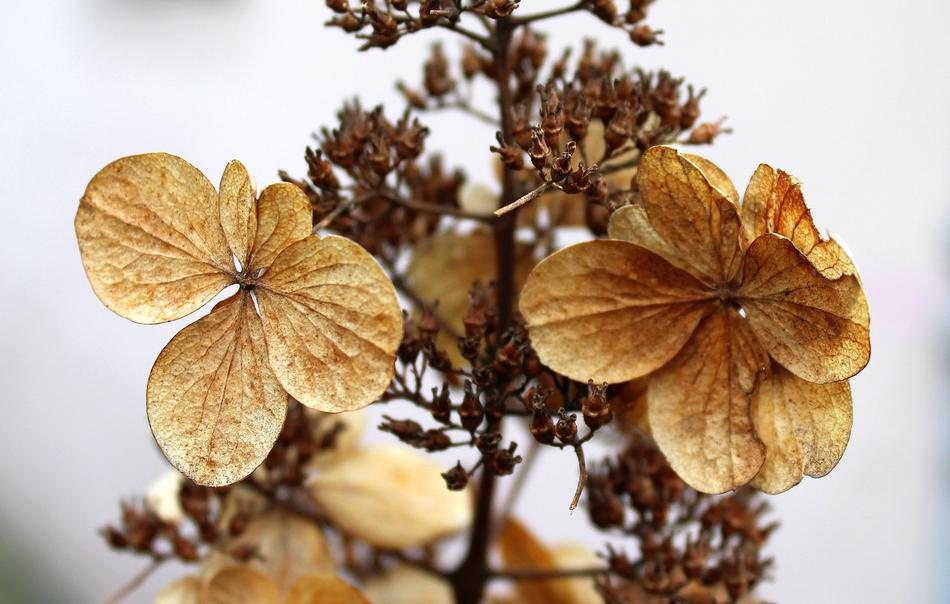 Dry Flowers Winter Nature