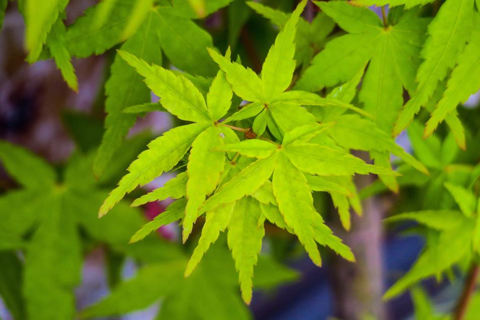 Maple Leaf Tree