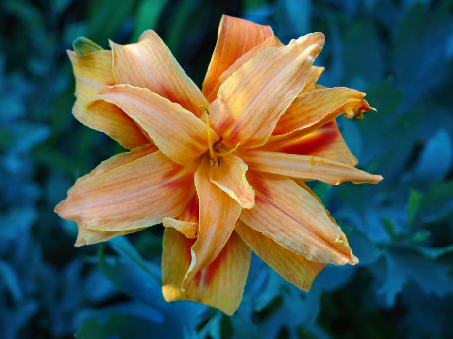 Lily Flower Park