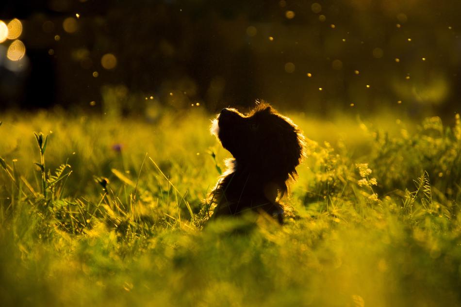 Grass Nature Dog