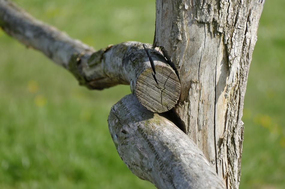 Wood