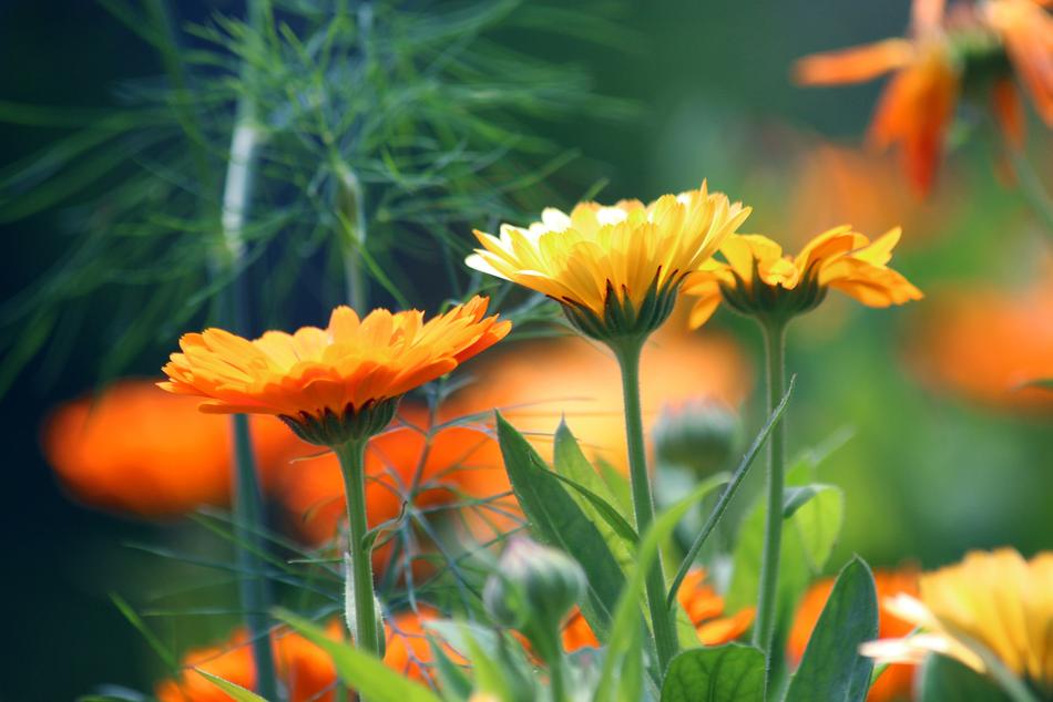 Calendula Flower Marigold
