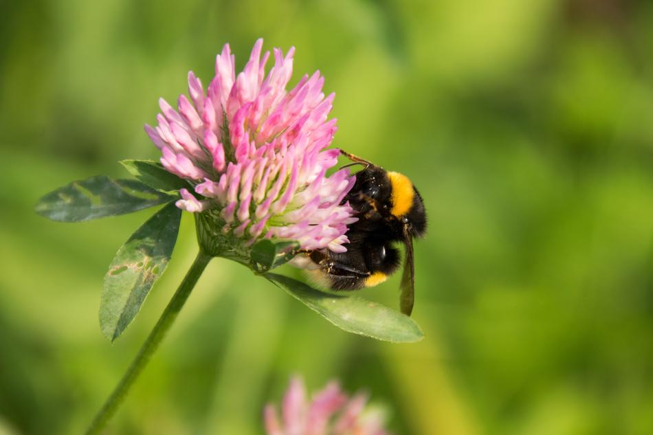 a bumblebee on a small flower in nature