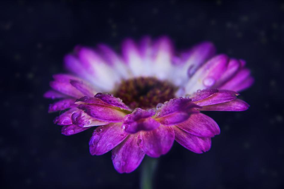 Gerbera Nature Flower