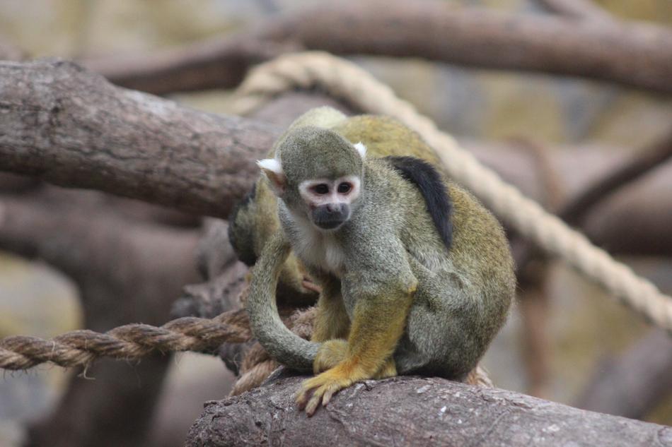 Mono Wild Life Primates