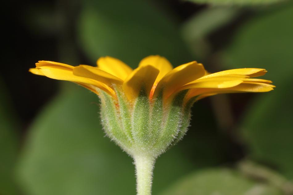 Nature Flower No One