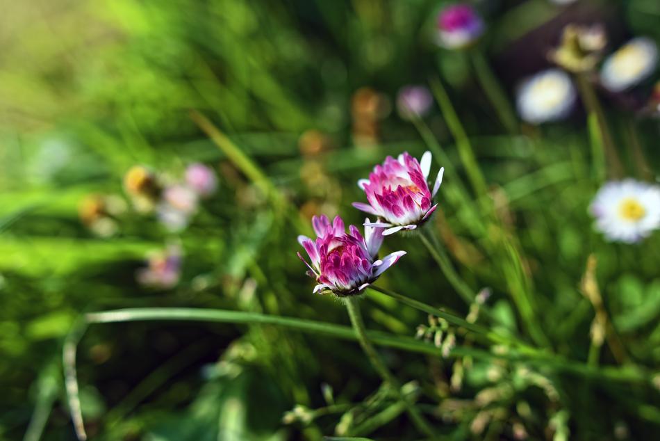 Common Daisy Flower