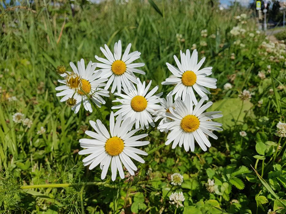 daisies wild field