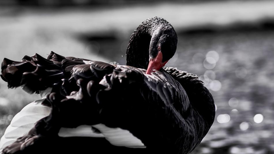 Nature Bird Animal