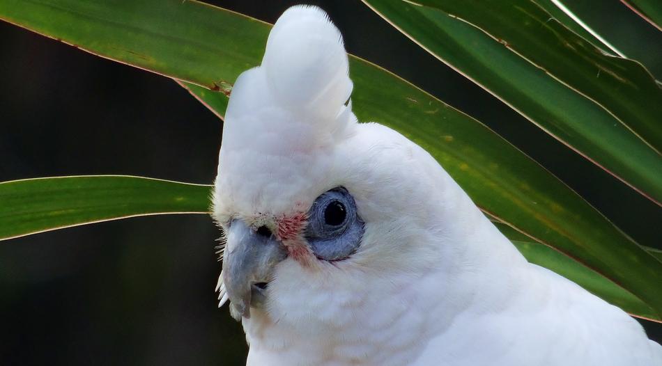 Nature Bird