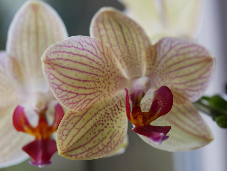 Flower Tropical Exotic