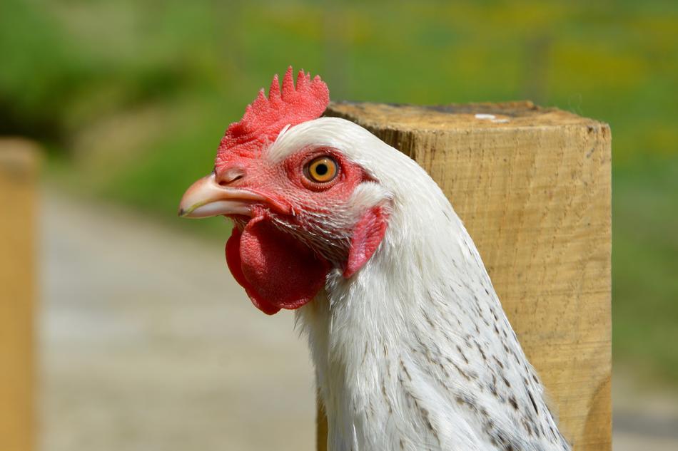 White Hen Sussex Laying Lower