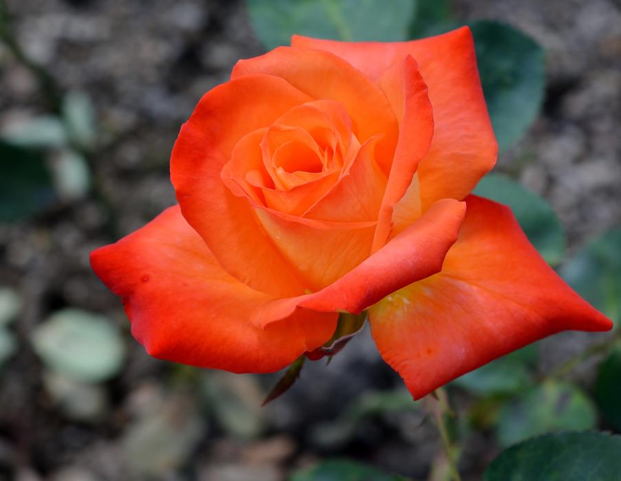 Flower Rose Petal