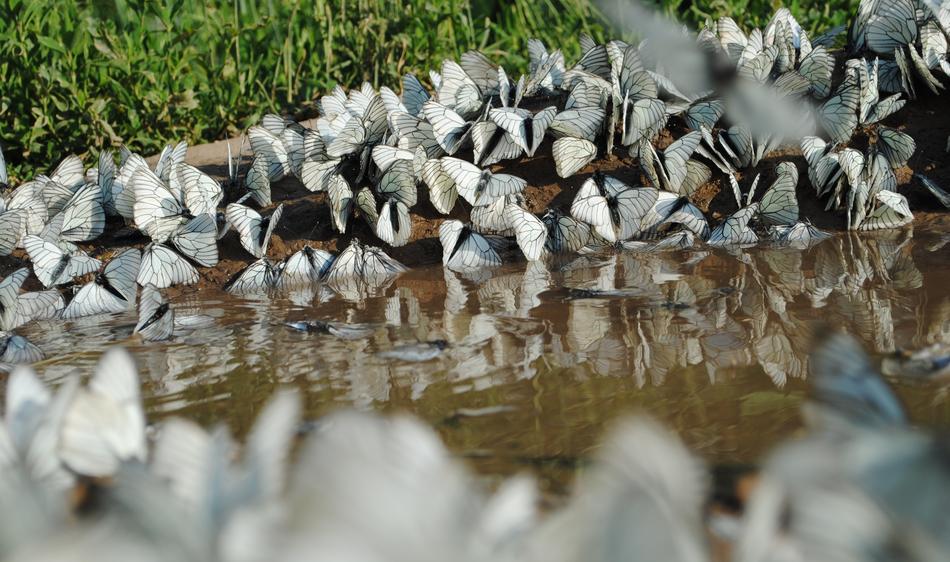 Nature Water Background