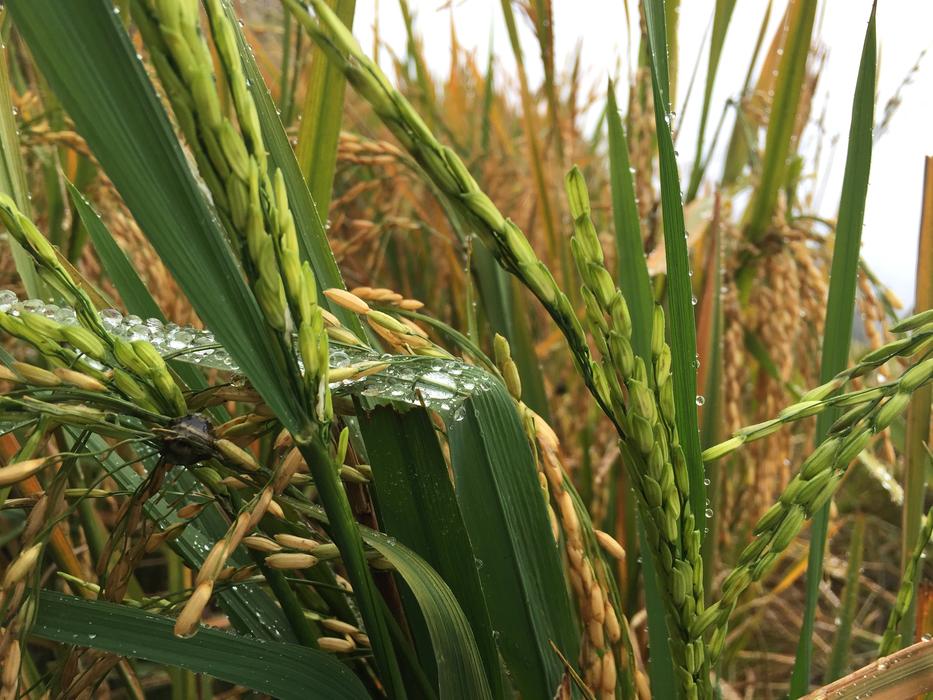 cornfield green spring