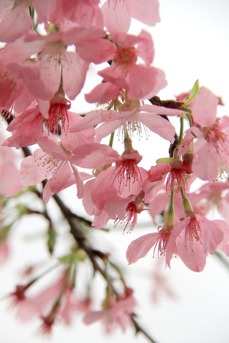 Flower Nature Plant Cherry