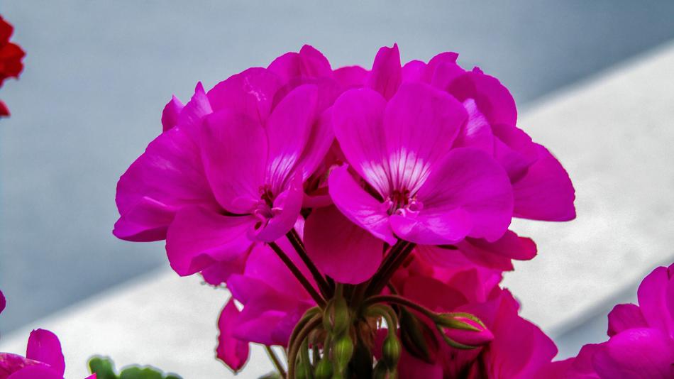 Geraniums Flowers Garden
