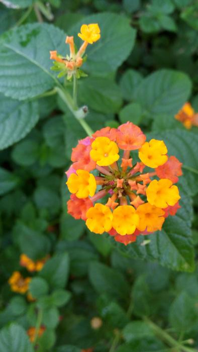 Flower Leaves Plant