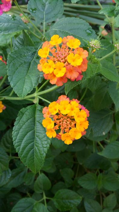 Flower Leaves Plant