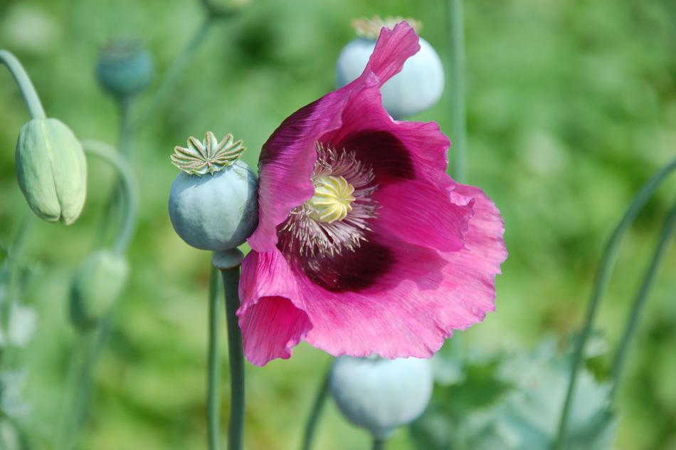Flower Nature Plant