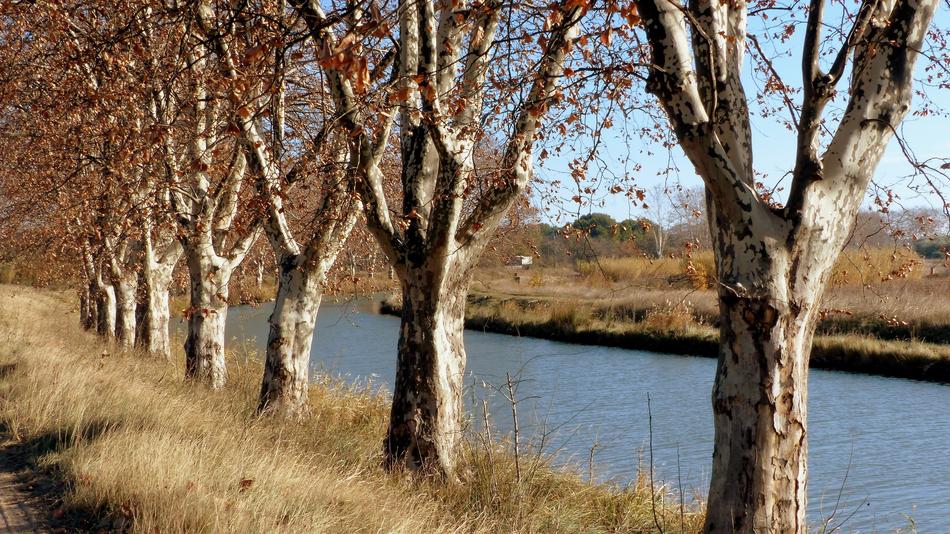 Nature Tree Channel