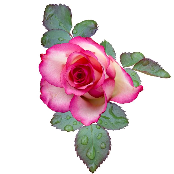 Rose Bloom Pink