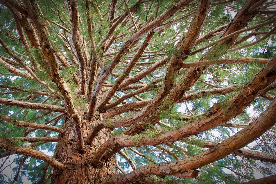 Tree Wood Nature