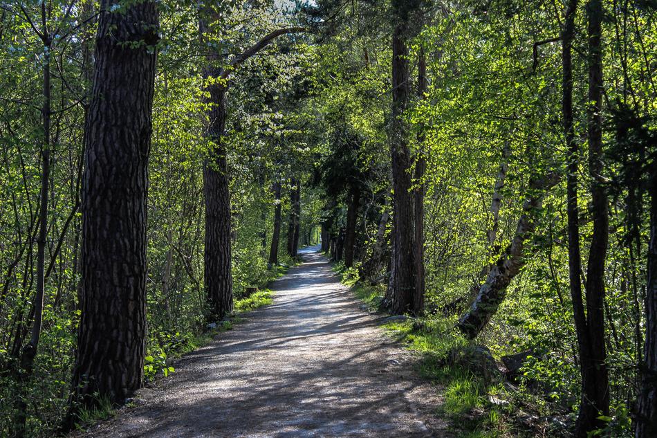 Forest Sidewalk Green