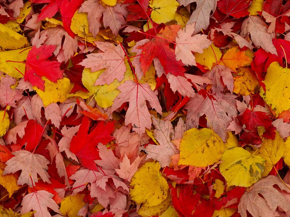 Fall Leaf Maple
