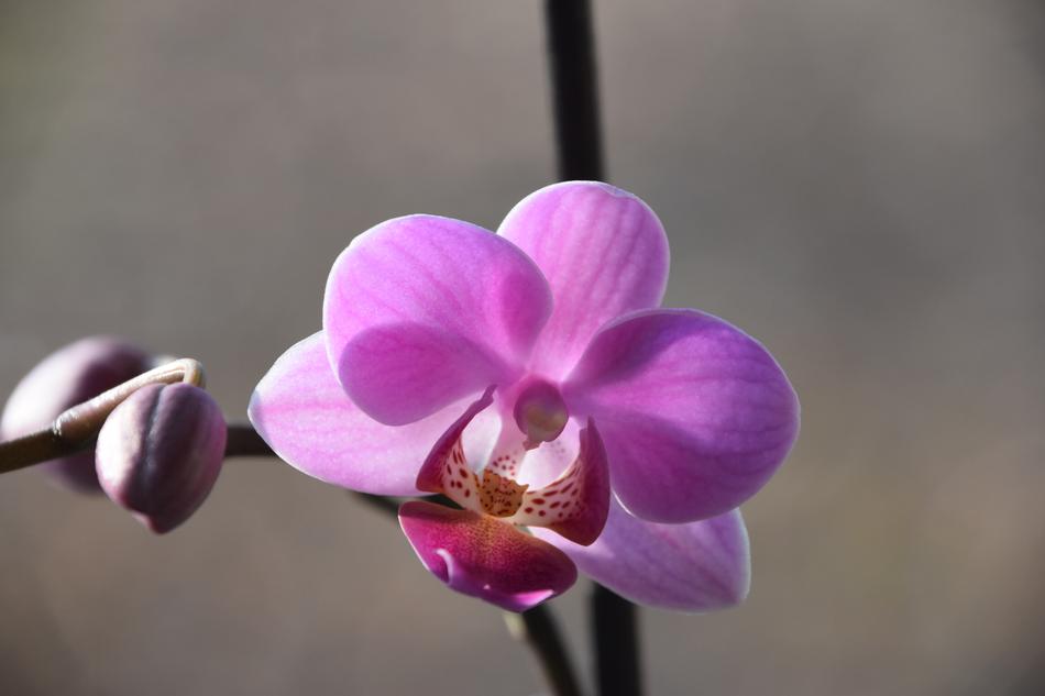 Flower Plant Nature
