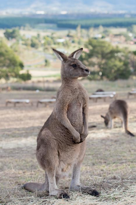 Kangaroo Marsupial Mammal