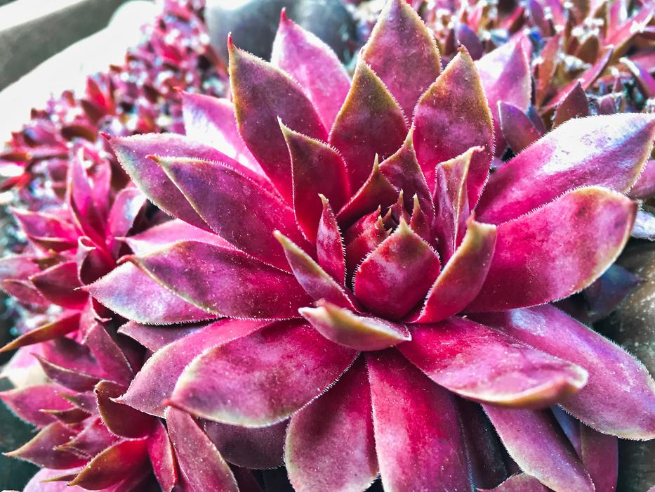 Flower Nature Plant